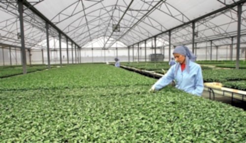 Fide Üretim Seraları