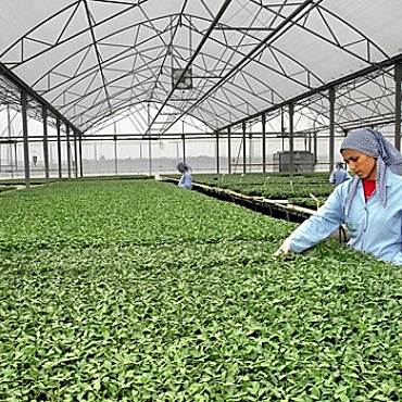 Fide Üretim Seraları