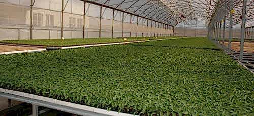 Fide Üretim Tesis Kurulumu