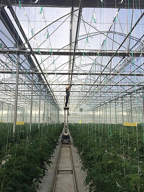 Sera Bitki Askı Tel Sistemi