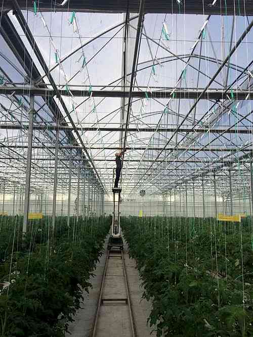 Sera Bitkisi Askı Tel Sistemi