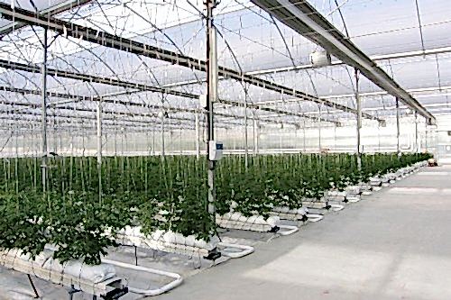 Sera Gutter ve Askı Sistemi