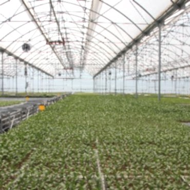 Sera - Projelendirme - Üretim Danışmanlığı