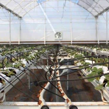 Sera Sulama Yöntemleri