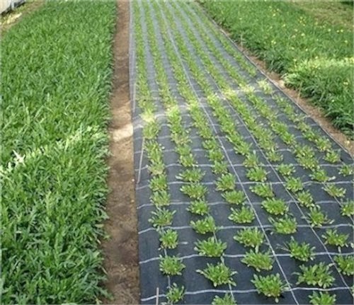 Sera Yer Taban Örtüsü