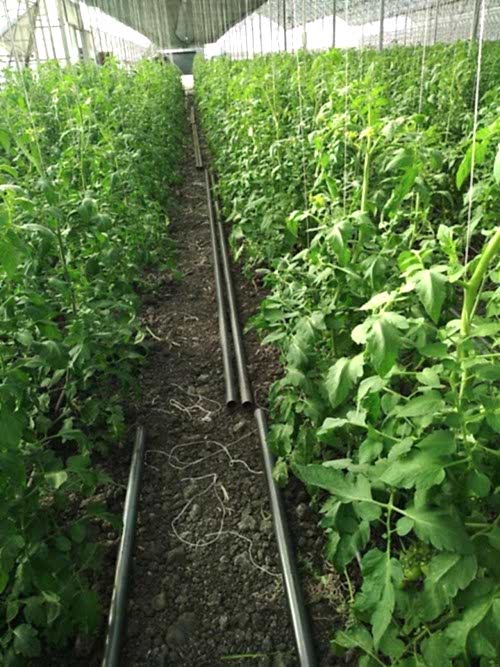 Topraklı Tarım Serası