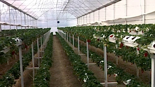 Topraksız Tarım Serası