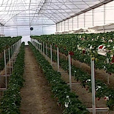 Topraksız Tarım Serası